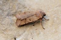 Agrochola lychnidis