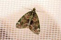 Chloroclysta siterata