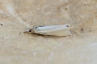Crambus perlellus