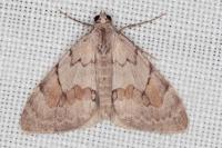 Pennithera ulicata