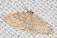 Idaea aversata