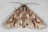 Meganephria bimaculosa