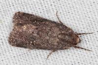 Caradrina germainii