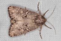 Luperina testacea