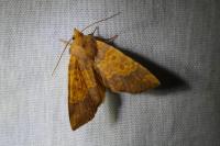 Tiliacea aurago
