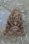 Thalpophila matura
