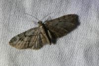 Eupithecia ericeata