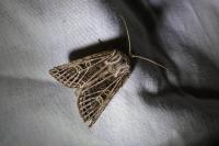 Tholera decimalis