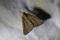Perigune narbonea