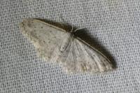 Idaea seriata