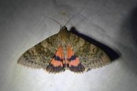 Catocala elocata