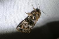 Callopistria latreillei