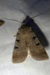 Eugnorisma glareosa