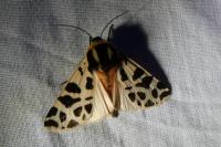 Cymbalophora pudica