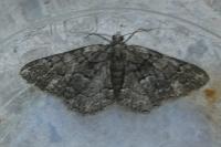 Peribatodes ilicaria ilicaria