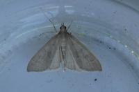 Mecyna asinalis