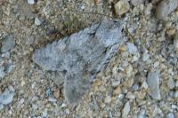 Lithophane ornitopus