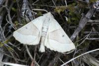 Crocallis elinguaria