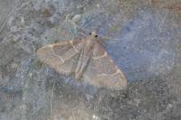 Hypsopygia glaucinalis