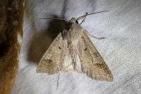 Ammoconia caecimacula