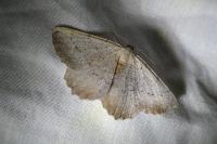 Odontognophos dumetata