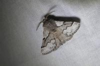 Trichiura crataegi