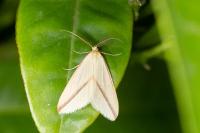 Rhodometra sacraria