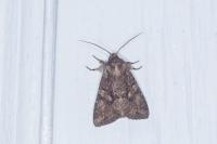 Dryobotodes tenebrosa