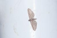 Eupithecia oxycedrata