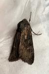 Aporophyla nigra