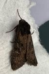 Aporophyla nigra