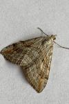 Aplocera efformata