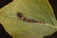 Furcula