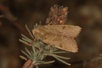 Pseudenargia ulicis