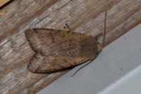 Agrochola lychnidis
