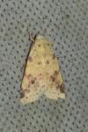 Cirrhia icteritia