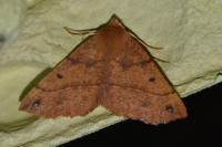 Colotois pennaria