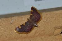 Hypsopygia costalis