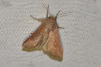Mythimna albipuncta
