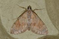 Pennithera firmata firmata