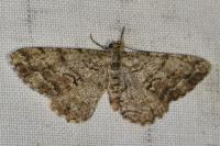 Peribatodes secundaria secundaria