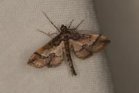 Hydriris ornatalis