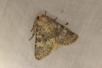 Polymixis dubia