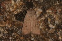 Xestia castanea