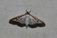 Cydalima perspectalis