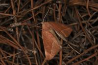 Compsoptera opacaria