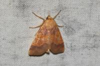 Tiliacea aurago