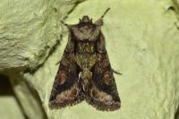 Allophyes oxyacanthae