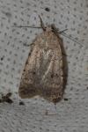 Caradrina clavipalpis