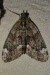 Chloroclysta siterata